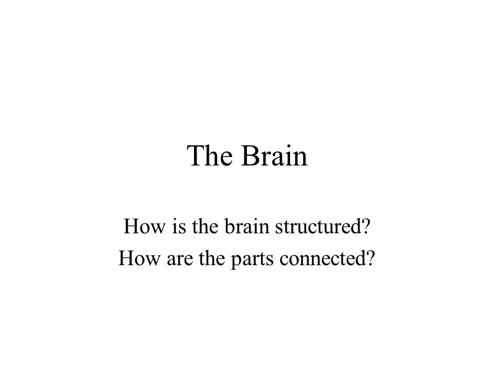 The Brain How is the brain structured How are the parts connected
