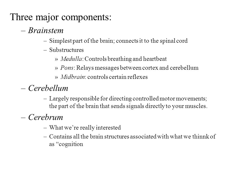 Three major components: –Brainstem –Simplest part of the brain; connects it to the spinal cord –Substructures »Medulla: Controls breathing and heartbeat »Pons: Relays messages between cortex and cerebellum »Midbrain: controls certain reflexes –Cerebellum –Largely responsible for directing controlled motor movements; the part of the brain that sends signals directly to your muscles.