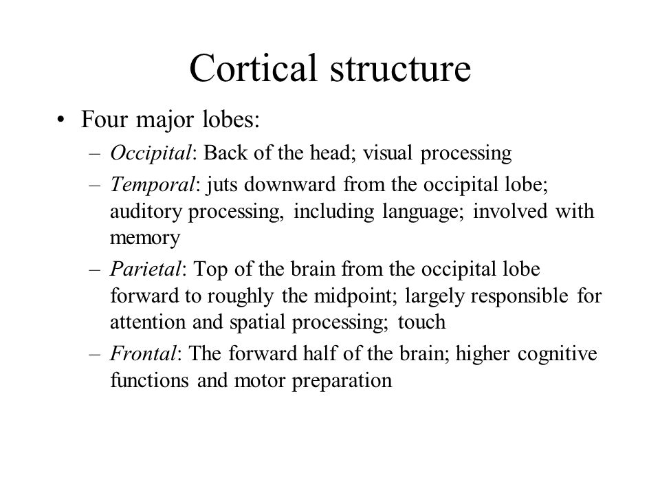 Cortical structure Four major lobes: –Occipital: Back of the head; visual processing –Temporal: juts downward from the occipital lobe; auditory processing, including language; involved with memory –Parietal: Top of the brain from the occipital lobe forward to roughly the midpoint; largely responsible for attention and spatial processing; touch –Frontal: The forward half of the brain; higher cognitive functions and motor preparation