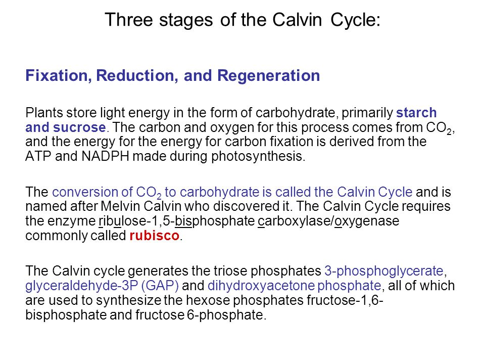 carbon fixation the calvin cycle light regulation of carbon plants store energy in the form of