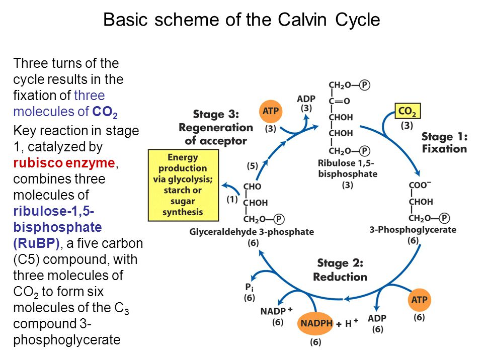 basic biochemistry webquest Download and read basic biochemistry webquest basic biochemistry webquest want to get experience want to get any ideas to create new things in your life. basic biochemistry webquest Download and read basic biochemistry webquest basic biochemistry webquest want to get experience want to get any ideas to create new things in your life.