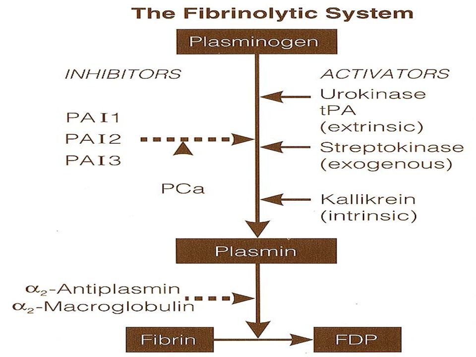 week 7 fibrinolysis and thrombophilia secondary fibrinolysis fibrinolysis