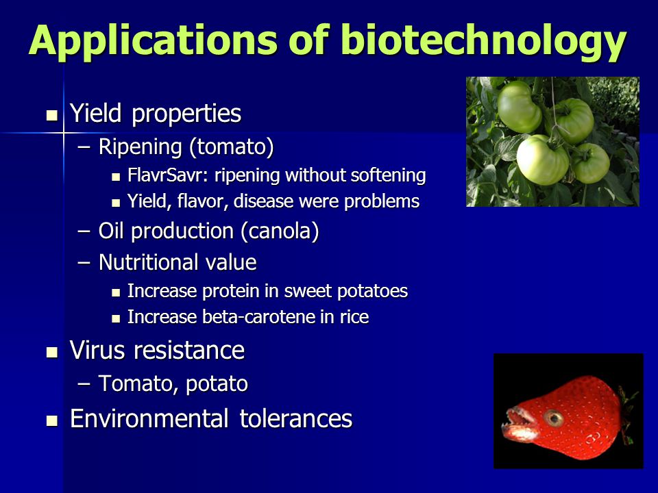 Applications of biotechnology Yield properties Yield properties –Ripening (tomato) FlavrSavr: ripening without softening FlavrSavr: ripening without softening Yield, flavor, disease were problems Yield, flavor, disease were problems –Oil production (canola) –Nutritional value Increase protein in sweet potatoes Increase protein in sweet potatoes Increase beta-carotene in rice Increase beta-carotene in rice Virus resistance Virus resistance –Tomato, potato Environmental tolerances Environmental tolerances