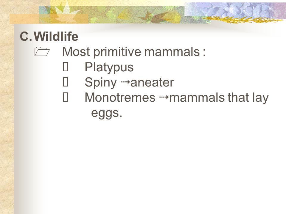 C.Wildlife  Most primitive mammals :  Platypus  Spiny  aneater  Monotremes  mammals that lay eggs.
