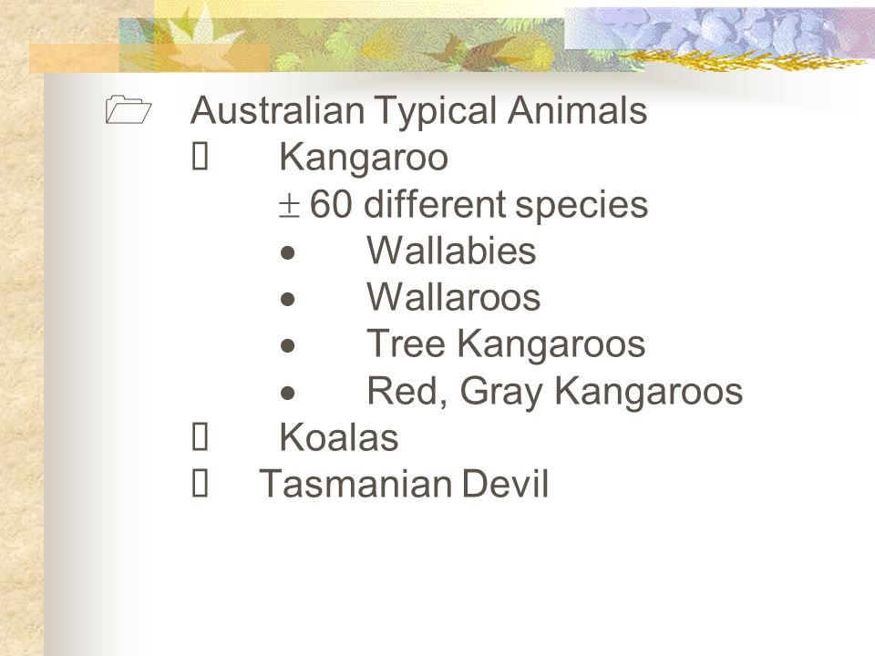  Australian Typical Animals  Kangaroo  60 different species  Wallabies  Wallaroos  Tree Kangaroos  Red, Gray Kangaroos  Koalas  Tasmanian Devil