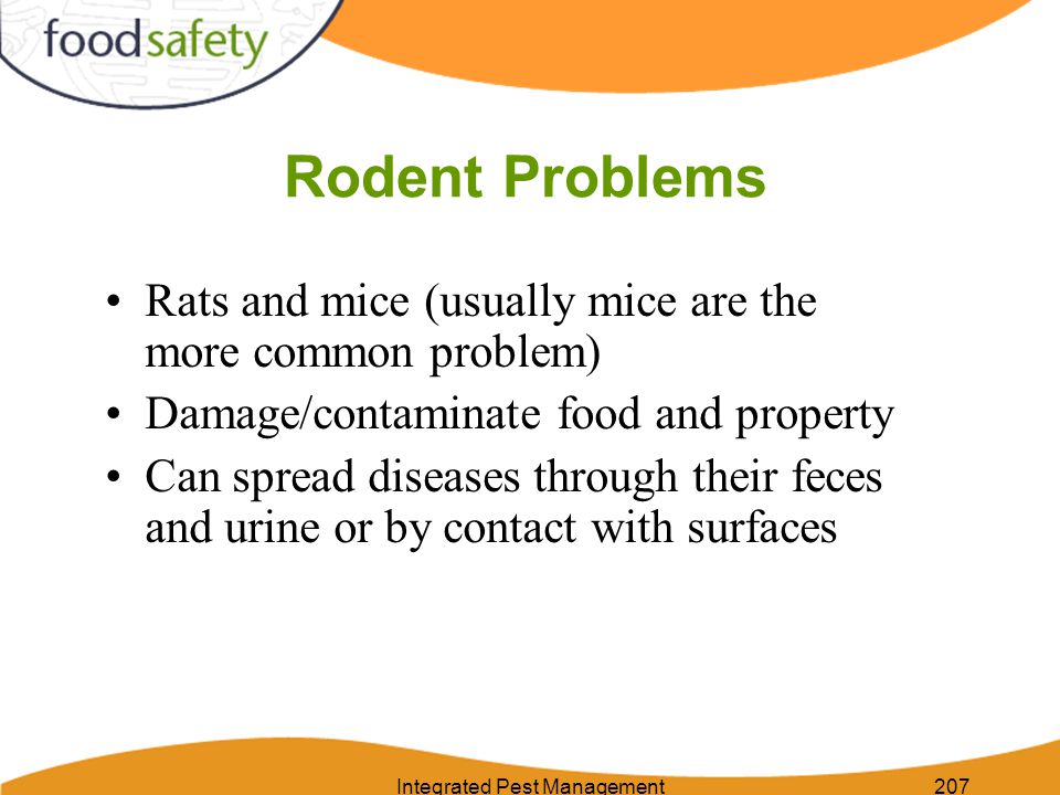 Integrated Pest Management207 Rodent Problems Rats and mice (usually mice are the more common problem) Damage/contaminate food and property Can spread diseases through their feces and urine or by contact with surfaces