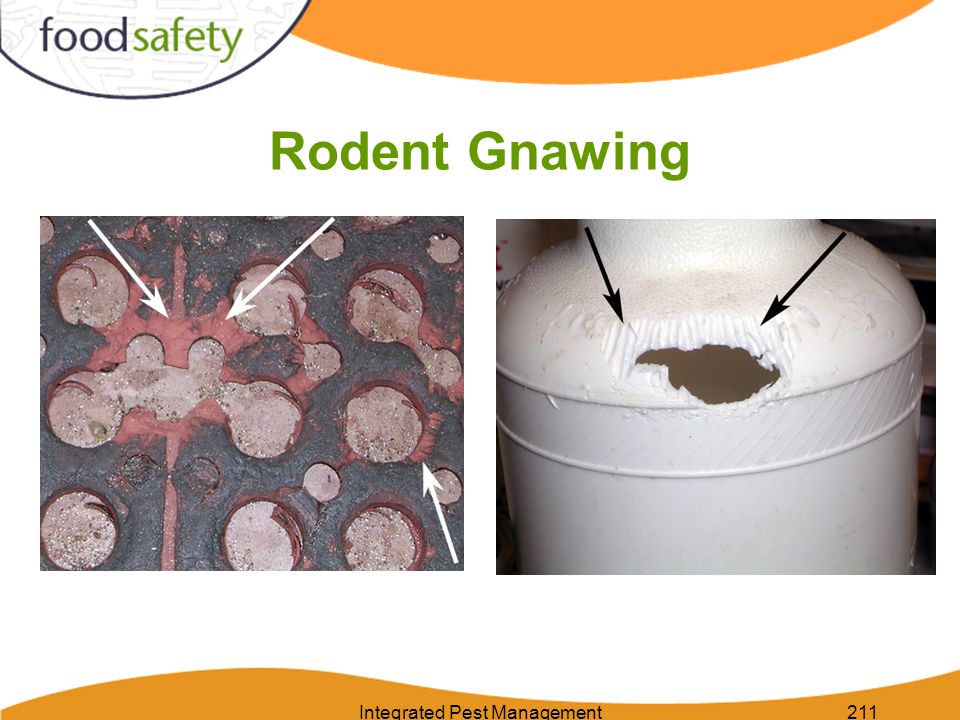 Integrated Pest Management211 Rodent Gnawing