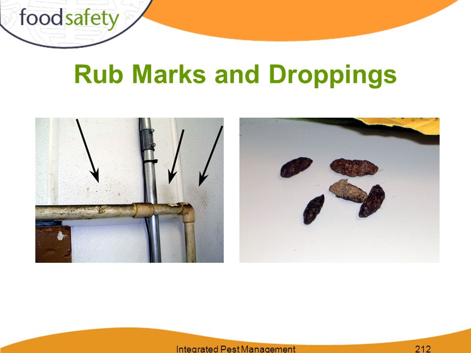 Integrated Pest Management212 Rub Marks and Droppings
