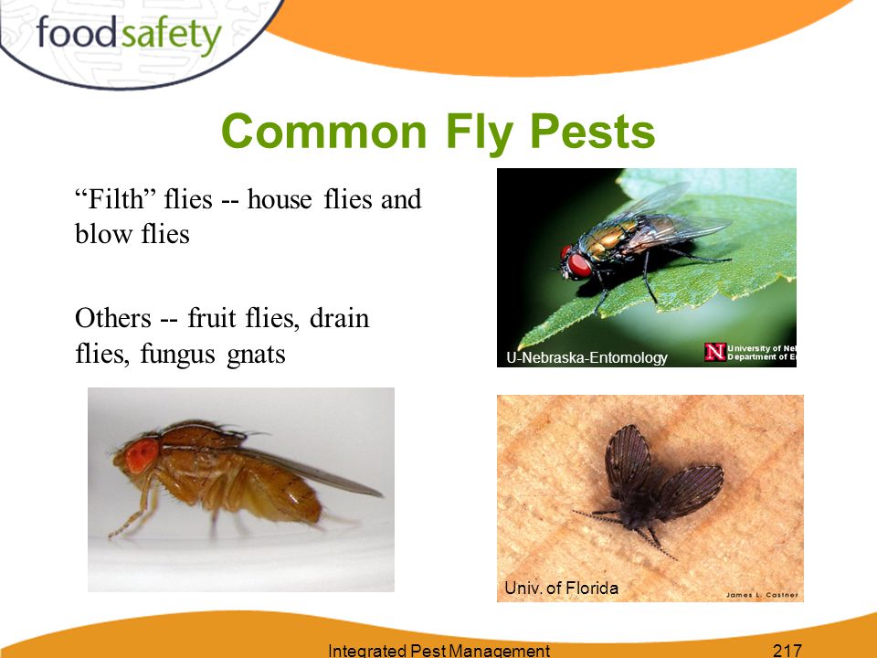 Integrated Pest Management217 Common Fly Pests Filth flies -- house flies and blow flies Others -- fruit flies, drain flies, fungus gnats Univ.