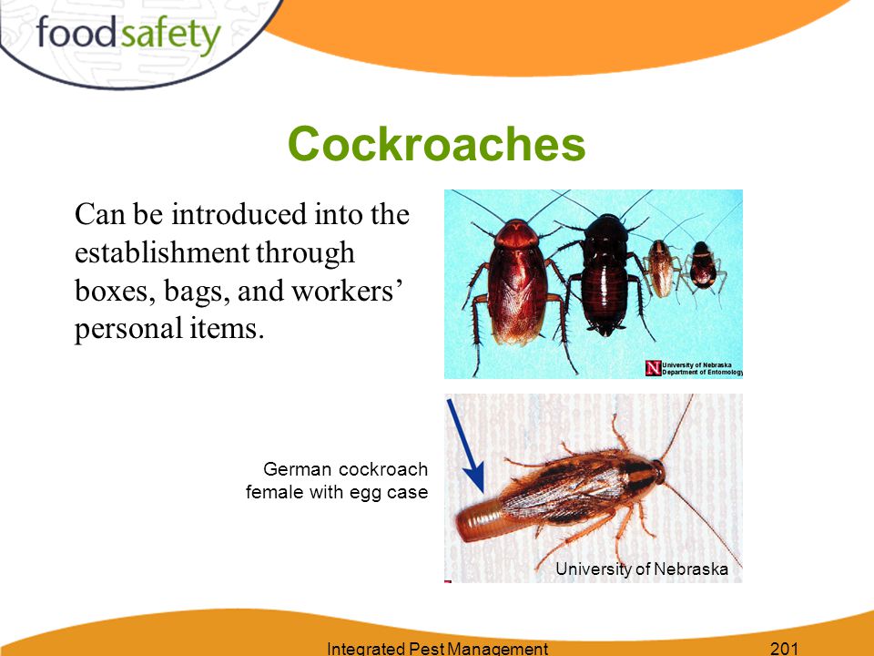 Integrated Pest Management201 Cockroaches Can be introduced into the establishment through boxes, bags, and workers’ personal items.