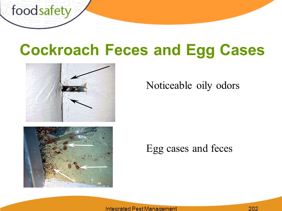 Integrated Pest Management202 Noticeable oily odors Egg cases and feces Cockroach Feces and Egg Cases