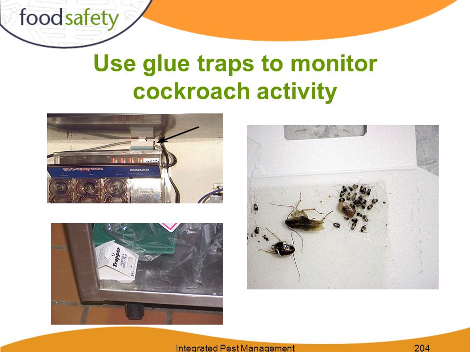 Integrated Pest Management204 Use glue traps to monitor cockroach activity