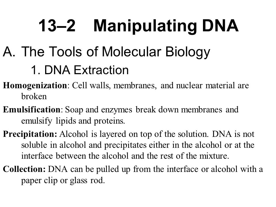 13–2Manipulating DNA A.The Tools of Molecular Biology 1.DNA Extraction Homogenization: Cell walls, membranes, and nuclear material are broken Emulsification: Soap and enzymes break down membranes and emulsify lipids and proteins.