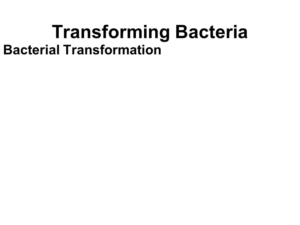 Transforming Bacteria Bacterial Transformation