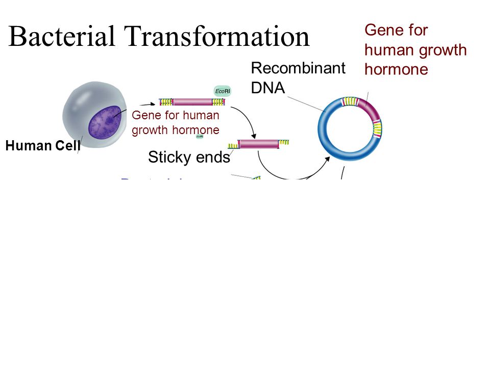 Human Cell Gene for human growth hormone Recombinant DNA Gene for human growth hormone Sticky ends Plasmid Bacterial chromosome Section 13-3 Go to Section: Bacterial Transformation