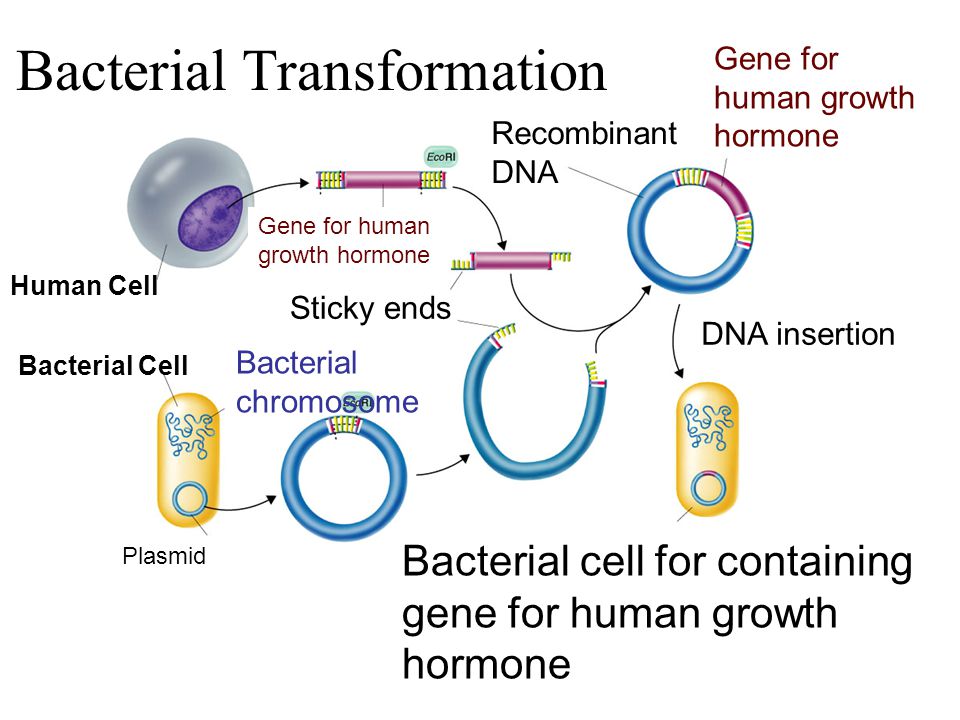 Human Cell Gene for human growth hormone Recombinant DNA Gene for human growth hormone Sticky ends DNA insertion Bacterial Cell Plasmid Bacterial chromosome Bacterial cell for containing gene for human growth hormone Section 13-3 Go to Section: Bacterial Transformation
