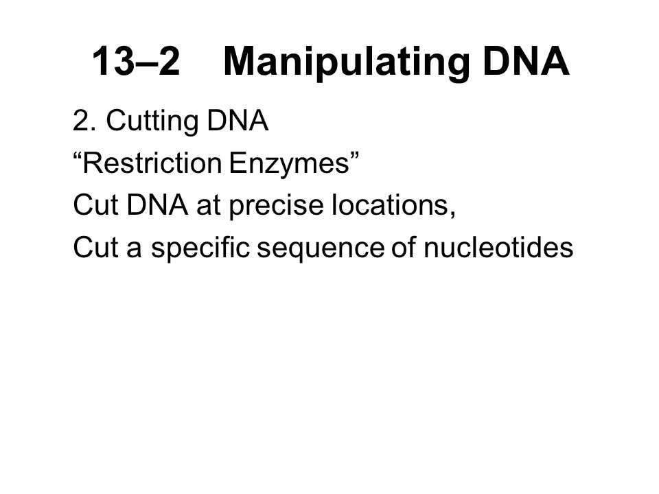13–2Manipulating DNA 2.Cutting DNA Restriction Enzymes Cut DNA at precise locations, Cut a specific sequence of nucleotides