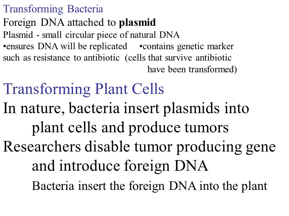 Transforming Bacteria Foreign DNA attached to plasmid Plasmid - small circular piece of natural DNA ensures DNA will be replicated contains genetic marker such as resistance to antibiotic (cells that survive antibiotic have been transformed) Transforming Plant Cells In nature, bacteria insert plasmids into plant cells and produce tumors Researchers disable tumor producing gene and introduce foreign DNA Bacteria insert the foreign DNA into the plant