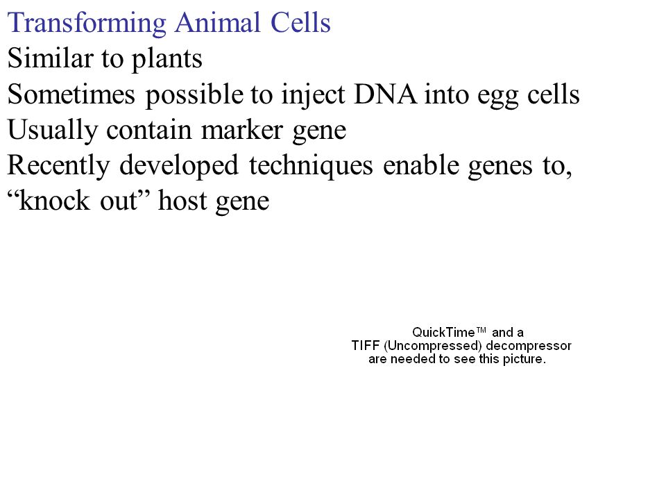 Transforming Animal Cells Similar to plants Sometimes possible to inject DNA into egg cells Usually contain marker gene Recently developed techniques enable genes to, knock out host gene