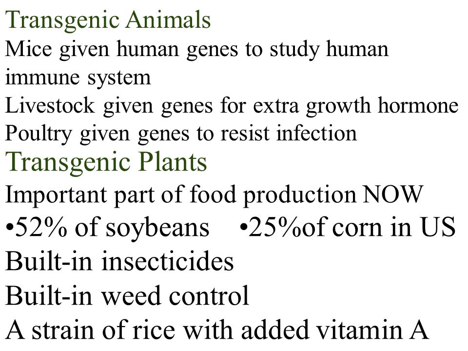 Transgenic Animals Mice given human genes to study human immune system Livestock given genes for extra growth hormone Poultry given genes to resist infection Transgenic Plants Important part of food production NOW 52% of soybeans25%of corn in US Built-in insecticides Built-in weed control A strain of rice with added vitamin A