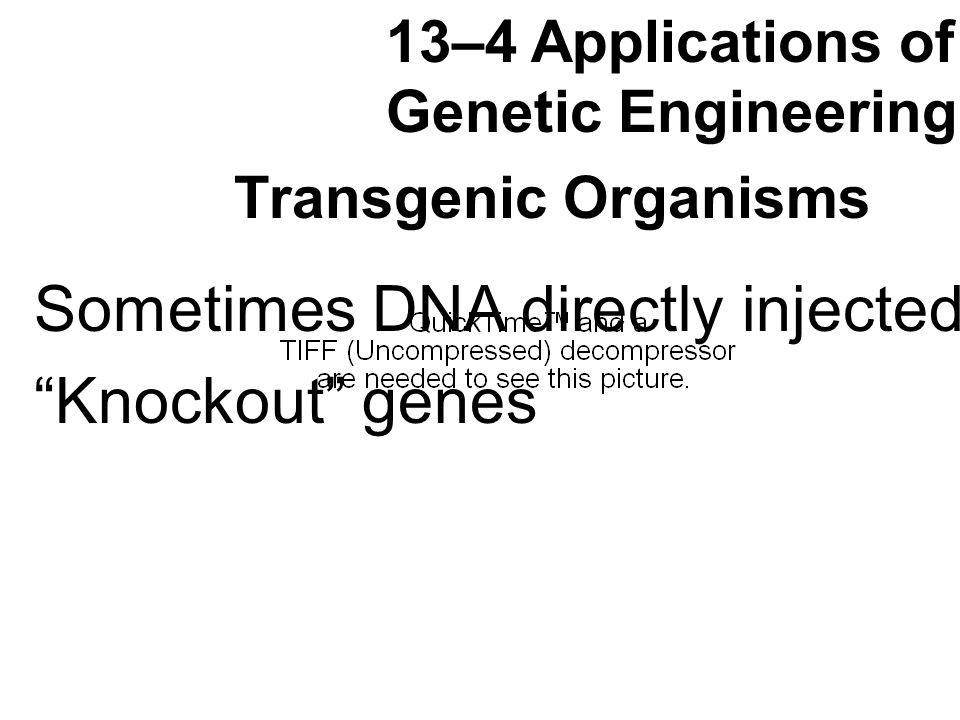 Transgenic Organisms 13–4 Applications of Genetic Engineering Sometimes DNA directly injected Knockout genes