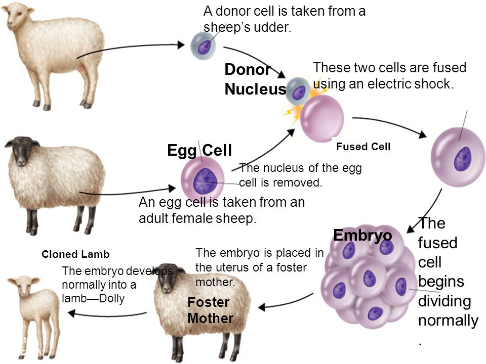 A donor cell is taken from a sheep’s udder.