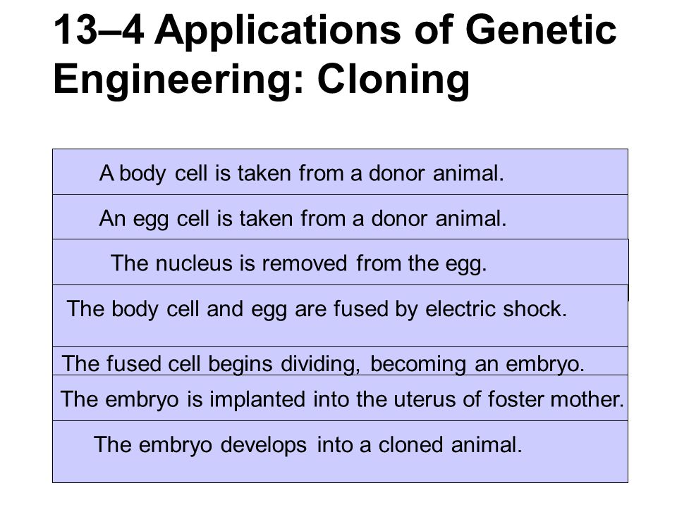13–4 Applications of Genetic Engineering: Cloning A body cell is taken from a donor animal.