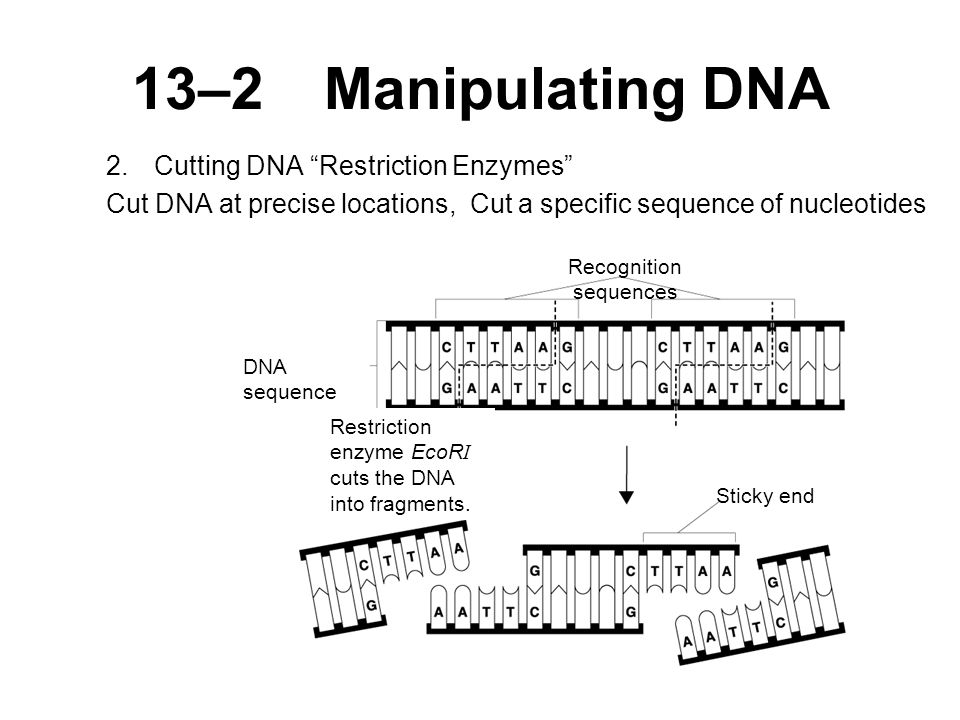 13–2Manipulating DNA 2.Cutting DNA Restriction Enzymes Cut DNA at precise locations, Cut a specific sequence of nucleotides Recognition sequences DNA sequence Restriction enzyme EcoR I cuts the DNA into fragments.