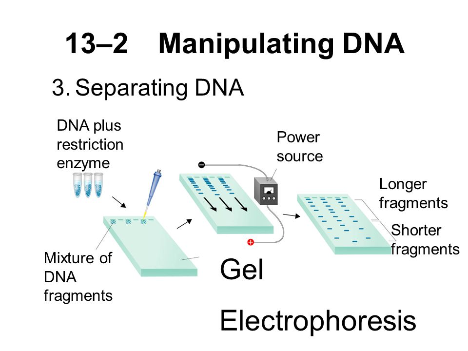 13–2Manipulating DNA 3.Separating DNA DNA plus restriction enzyme Mixture of DNA fragments Gel Electrophoresis Power source Longer fragments Shorter fragments