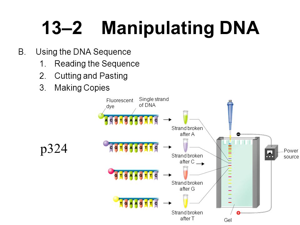 13–2Manipulating DNA B.Using the DNA Sequence 1.Reading the Sequence 2.Cutting and Pasting 3.Making Copies Fluorescent dye Single strand of DNA Strand broken after A Strand broken after C Strand broken after G Strand broken after T Power source Gel p324