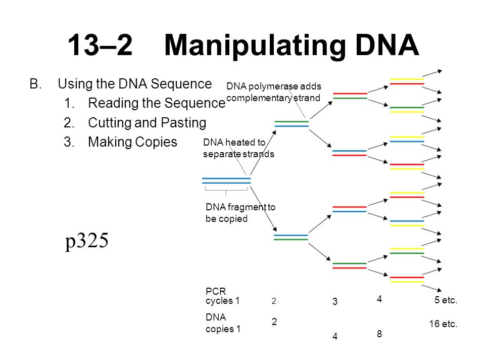 13–2Manipulating DNA B.Using the DNA Sequence 1.Reading the Sequence 2.Cutting and Pasting 3.Making Copies p325 DNA polymerase adds complementary strand DNA heated to separate strands DNA fragment to be copied PCR cycles 1 DNA copies etc.