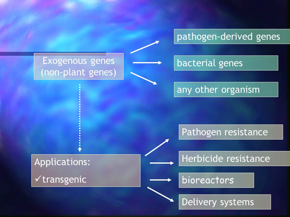 Exogenous genes (non-plant genes) Applications: transgenic pathogen-derived genes bacterial genes any other organism Pathogen resistance Herbicide resistance bioreactors Delivery systems