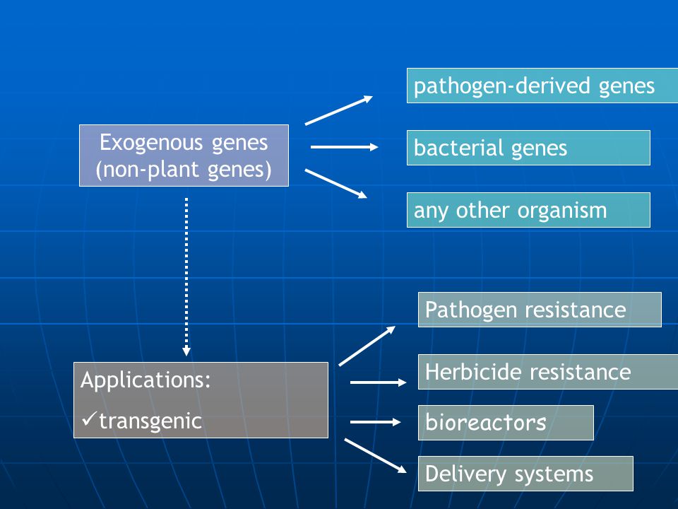 Exogenous genes (non-plant genes) Applications: transgenic pathogen-derived genes bacterial genes any other organism Pathogen resistance Herbicide resistance bioreactors Delivery systems