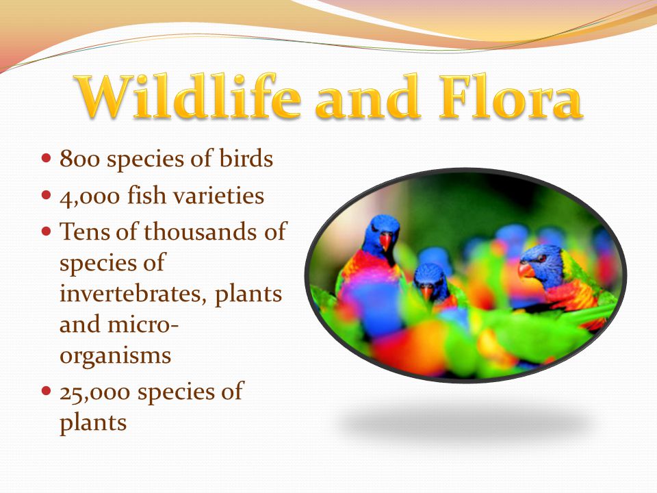 800 species of birds 4,000 fish varieties Tens of thousands of species of invertebrates, plants and micro- organisms 25,000 species of plants
