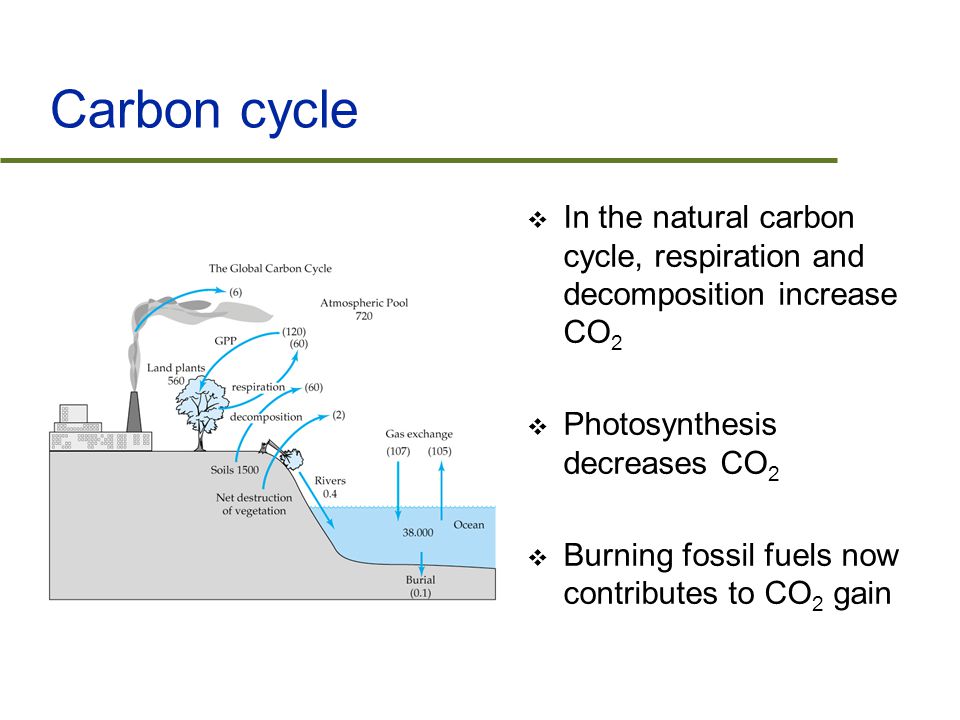 Carbon cycle  In the natural carbon cycle, respiration and decomposition increase CO 2  Photosynthesis decreases CO 2  Burning fossil fuels now contributes to CO 2 gain