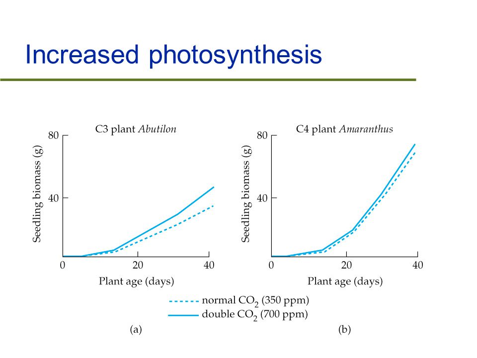 Increased photosynthesis