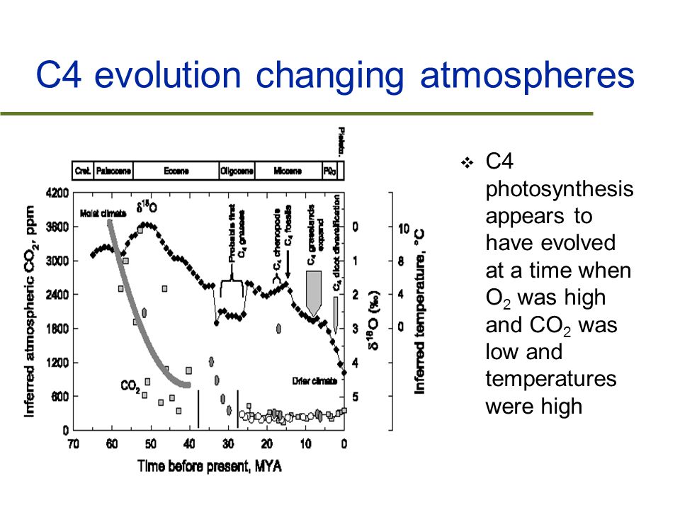 C4 evolution changing atmospheres  C4 photosynthesis appears to have evolved at a time when O 2 was high and CO 2 was low and temperatures were high