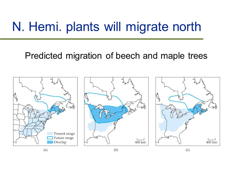 N. Hemi. plants will migrate north Predicted migration of beech and maple trees