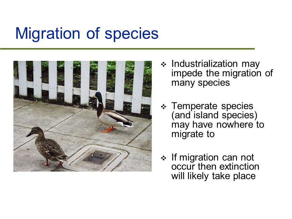 Migration of species  Industrialization may impede the migration of many species  Temperate species (and island species) may have nowhere to migrate to  If migration can not occur then extinction will likely take place