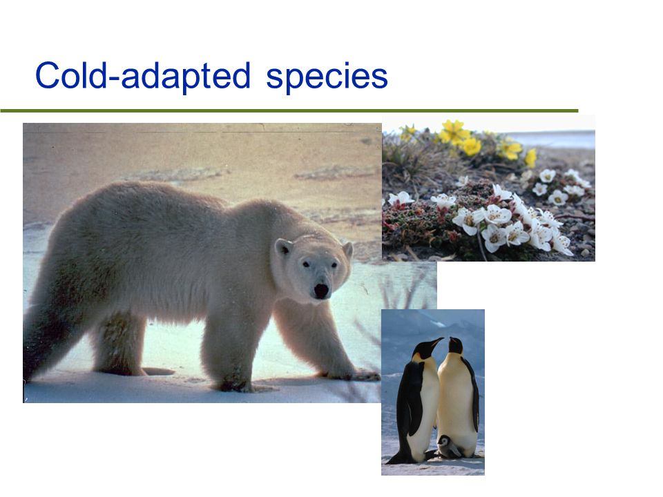 Cold-adapted species