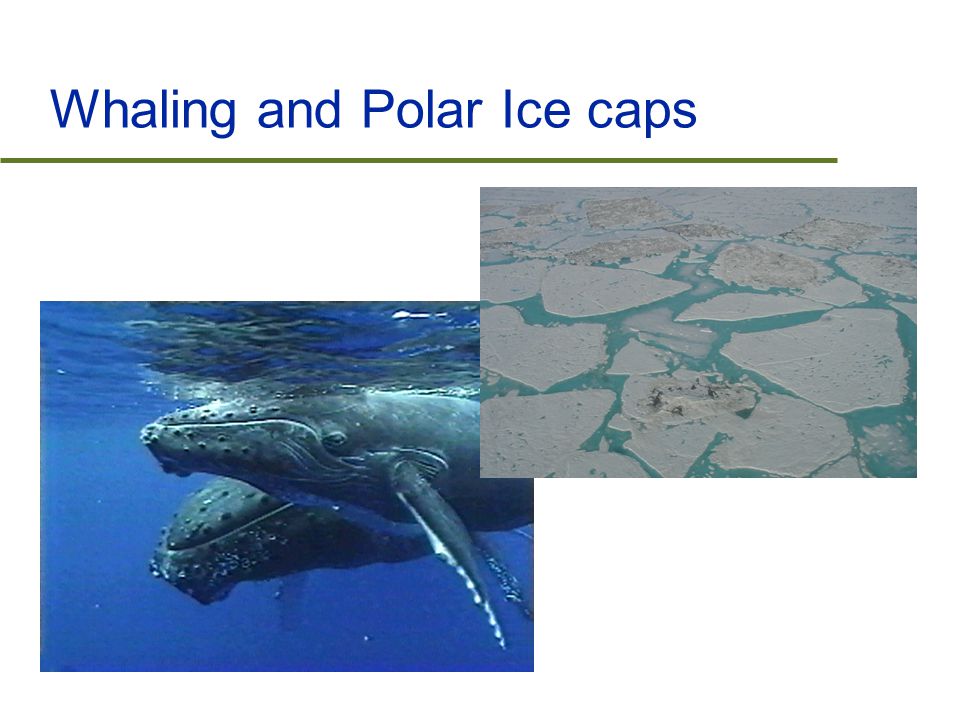 Whaling and Polar Ice caps