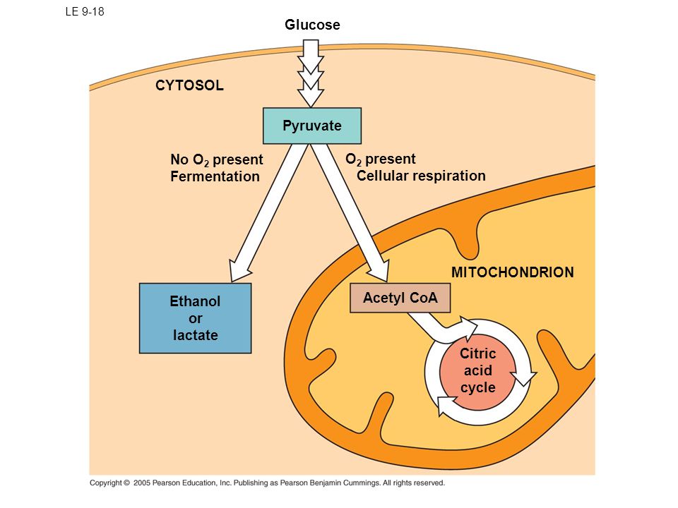 ch 9 cellular respiration extracting usable energy from organic