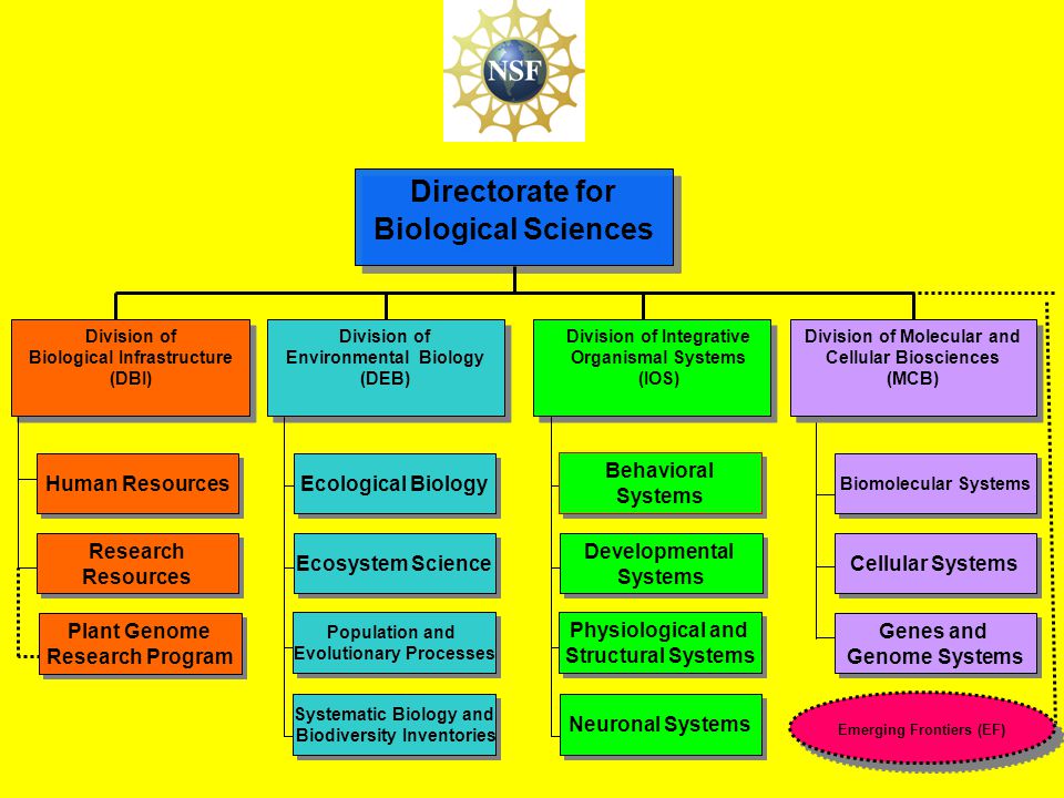Directorate for Biological Sciences Division of Environmental Biology (DEB) Division of Environmental Biology (DEB) Ecological Biology Ecosystem Science Division of Integrative Organismal Systems (IOS) Division of Integrative Organismal Systems (IOS) Research Resources Research Resources Human Resources Division of Biological Infrastructure (DBI) Division of Biological Infrastructure (DBI) Division of Molecular and Cellular Biosciences (MCB) Division of Molecular and Cellular Biosciences (MCB) Biomolecular Systems Cellular Systems Genes and Genome Systems Genes and Genome Systems Emerging Frontiers (EF) Plant Genome Research Program Plant Genome Research Program Population and Evolutionary Processes Population and Evolutionary Processes Systematic Biology and Biodiversity Inventories Behavioral Systems Behavioral Systems Developmental Systems Developmental Systems Physiological and Structural Systems Neuronal Systems