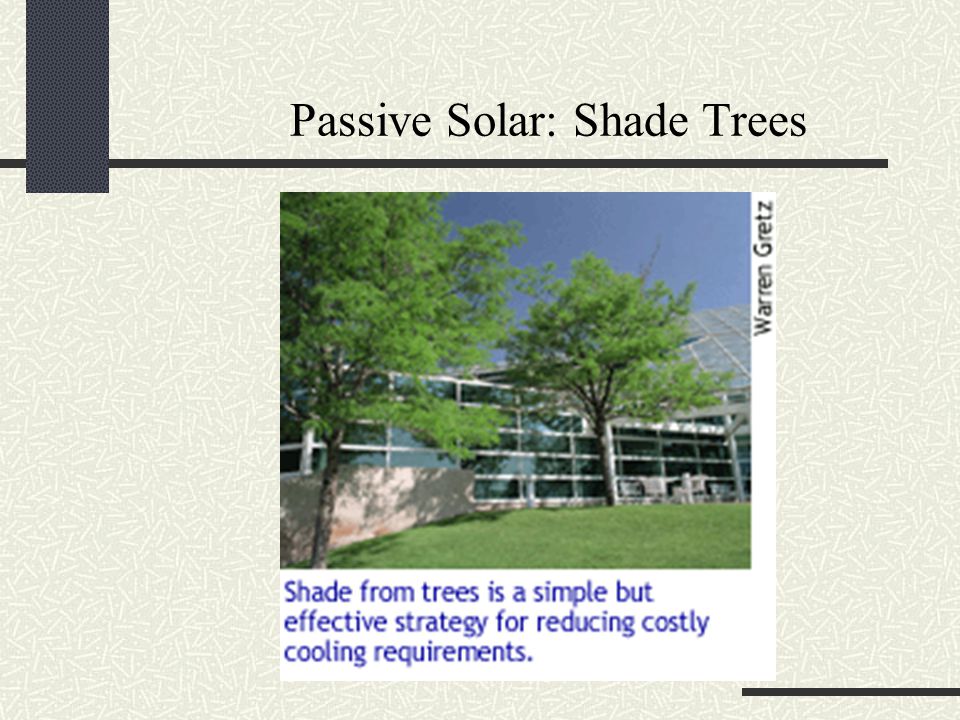 Passive Solar: Shade Trees