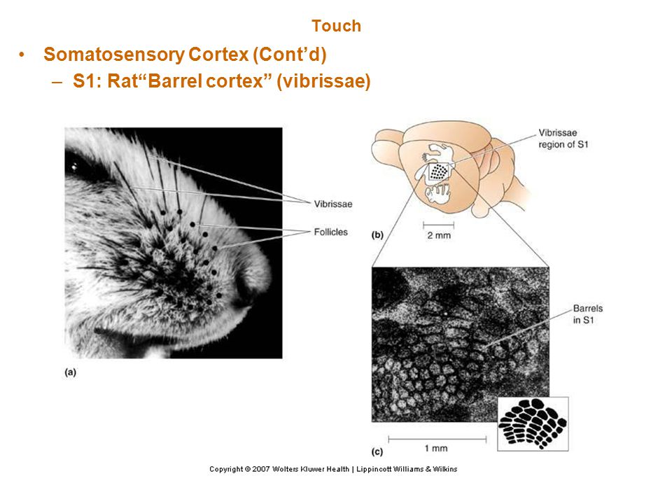 parietalcortex,limbiccortex areas: postcentral gyrus: 3a,1,2, posterior parietal cortex: 5,7