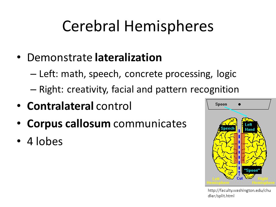checkpoint cerebral lateralization function Have to do with brain lateralization (and who cares) what is brain lateralization the human brain is a paired organ it is composed of two halves (called cerebral hemispheres) that look pretty much alike. checkpoint cerebral lateralization function Have to do with brain lateralization (and who cares) what is brain lateralization the human brain is a paired organ it is composed of two halves (called cerebral hemispheres) that look pretty much alike.