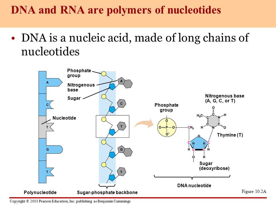 Dna And Rna Worksheet Katinabags Com Collection Of Dna Rna Worksheet Bloggakuten