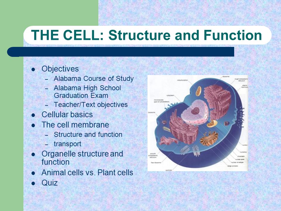 Printables Cell Structure Function Worksheet the cell structure and function objectives alabama course of study high school
