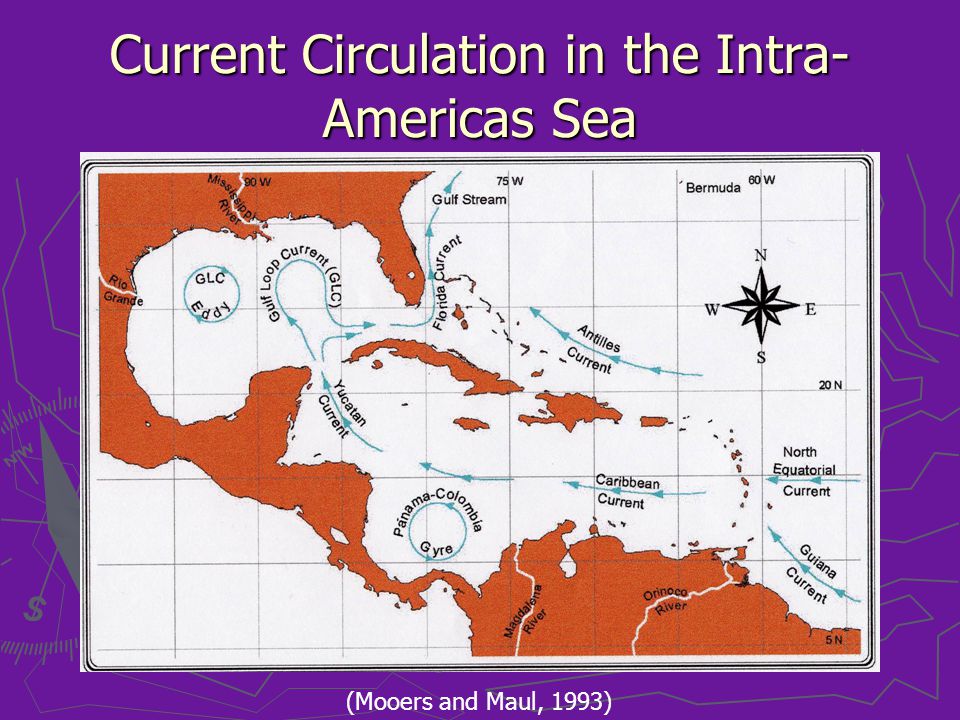 Current Circulation in the Intra- Americas Sea (Mooers and Maul, 1993)