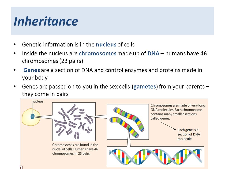 Inheritance Genetic information is in the nucleus of cells Inside the nucleus are chromosomes made up of DNA – humans have 46 chromosomes (23 pairs) Genes are a section of DNA and control enzymes and proteins made in your body Genes are passed on to you in the sex cells (gametes) from your parents – they come in pairs